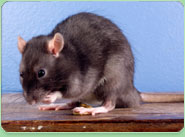 rat control Stockport